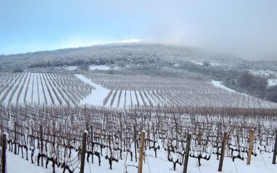 Cómo afecta la temperatura ambiente al sabor del vino