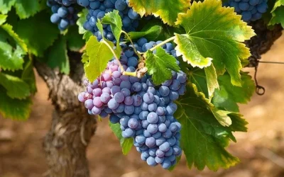¿Qué es el “polvo blanco” de las uvas?