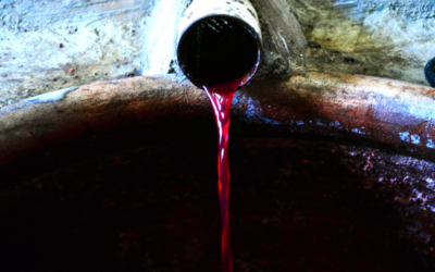 El proceso de elaboración del vino: de la vid a la copa