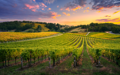 Cómo leer una etiqueta de vino