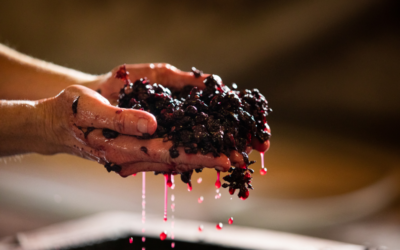 El papel de las levaduras autóctonas en la fermentación del vino