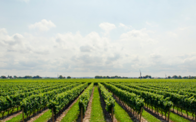 La Importancia del Suelo en la Calidad del Vino