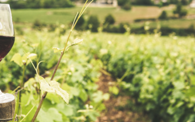 Cómo influye el suelo en el carácter de nuestros vinos